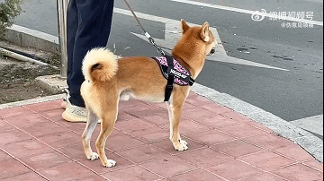 3DM轻松一刻第1582期 面纱也遮不住这绝世的容颜