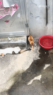 3DM轻松一刻第1582期 面纱也遮不住这绝世的容颜