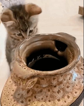 3DM轻松一刻第1586期 妹妹新学的舞蹈跳给大家看